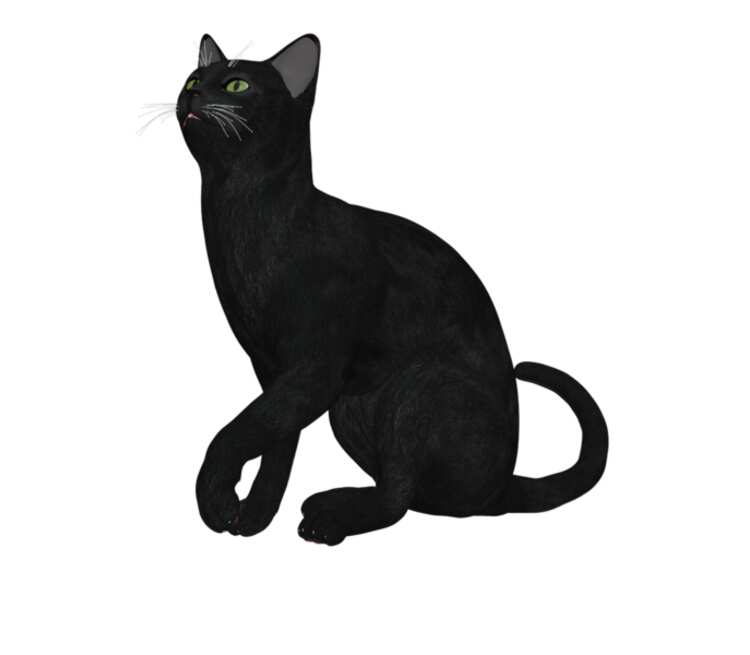 Черная кошка кружка хамелеон (цвет: белый + синий)