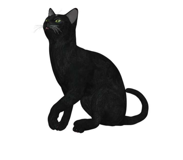 Черная кошка кружка хамелеон двухцветная (цвет: белый + розовый)
