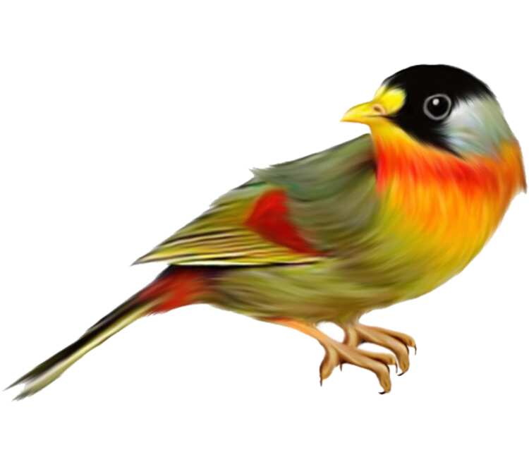 Птичка кружка с ложкой в ручке (цвет: белый + оранжевый)