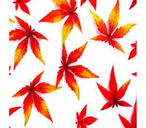 Autum leaves - осение листья подушка (цвет: белый)
