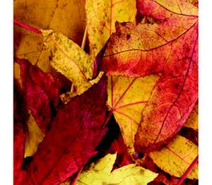 Autum leaves - желтые листья подушка с пайетками (цвет: белый + золотой)