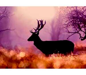 Swamp deer - олень в болоте подушка (цвет: белый)