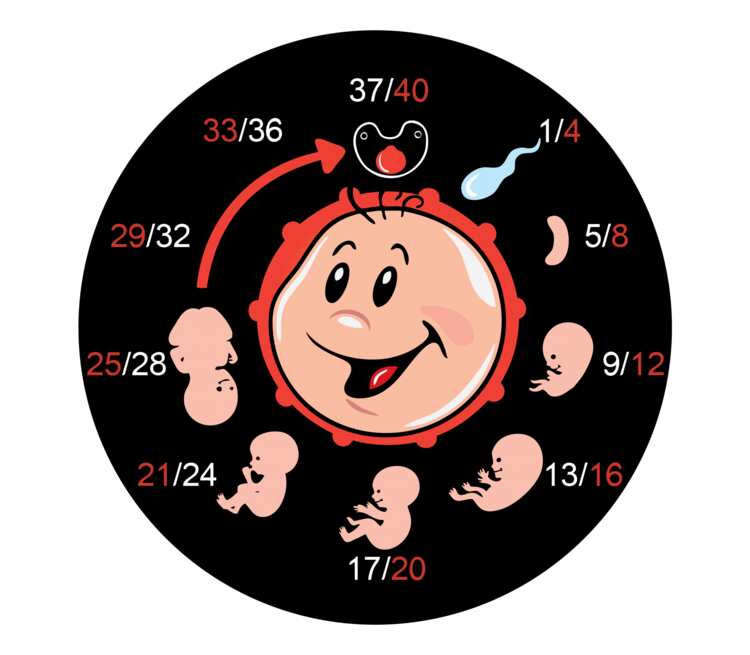 Календарь беременности часы настенные (цвет: белый)