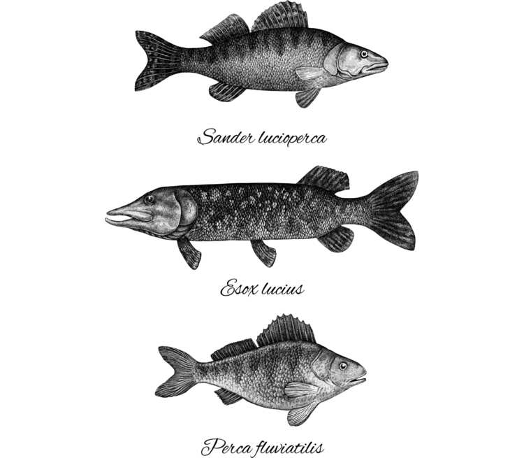 Коллекция рыб мужская футболка с коротким рукавом (цвет: белый)