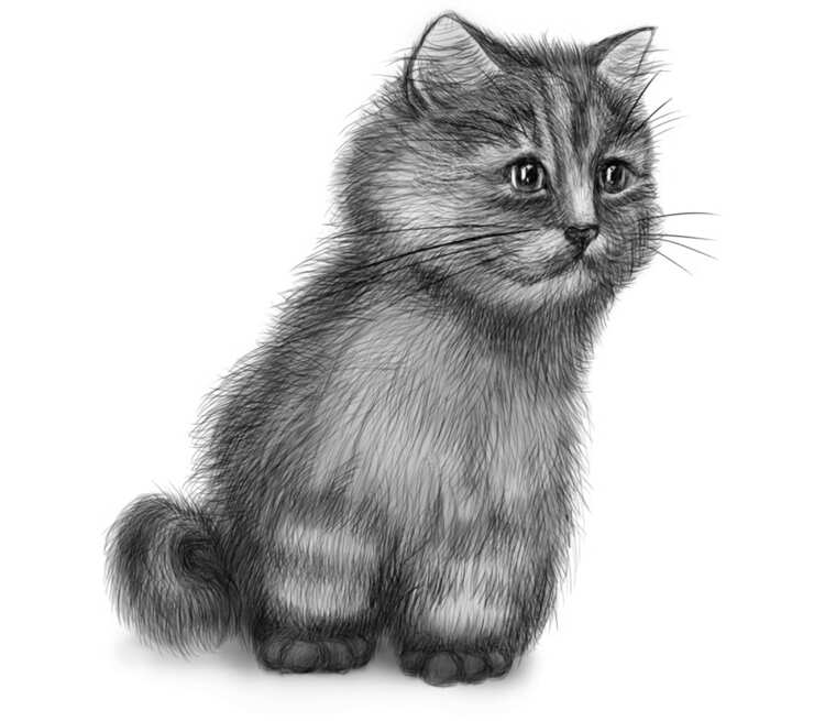 Кот кружка двухцветная (цвет: белый + синий)